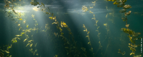 IWRA Webinar – N°14